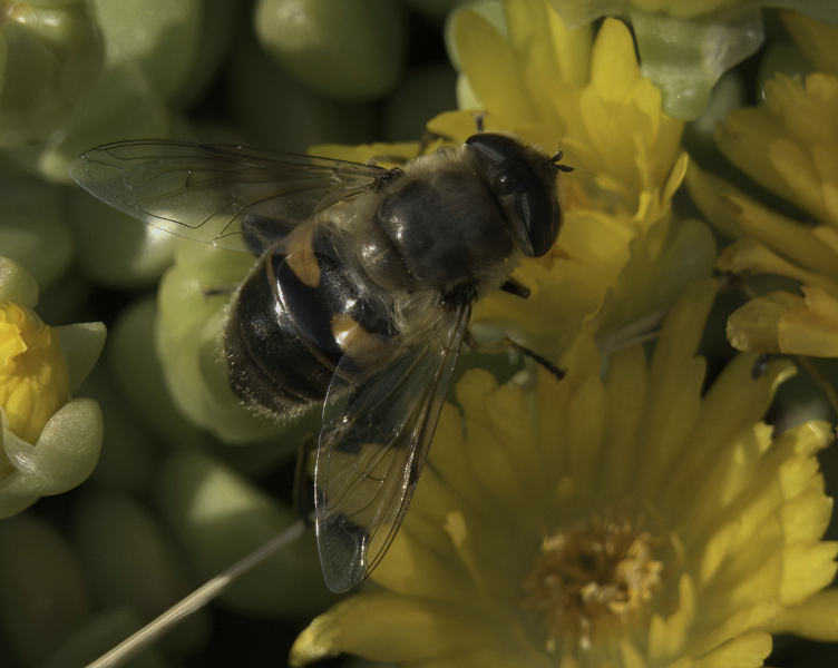 Syrphidae:  Eristalis cfr. tenax, femmina